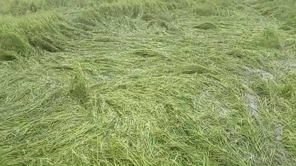 Rain became a disaster for crops in Bijnor Rain became a disaster for crops in Bijnor