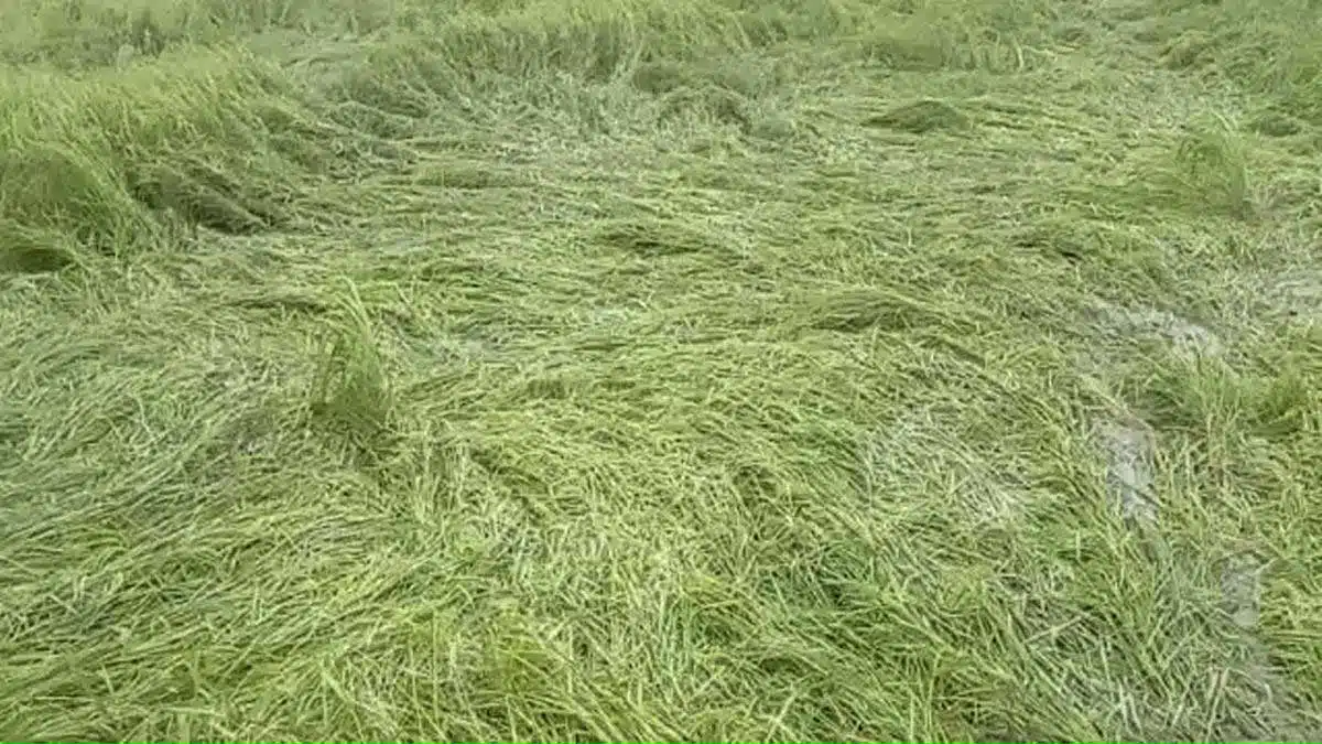 Rain became a disaster for crops in Bijnor