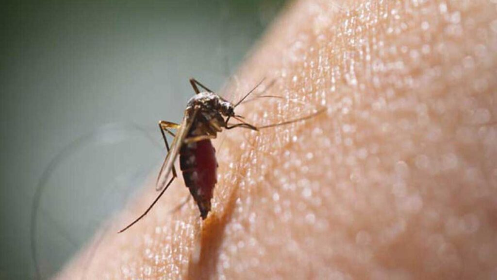 WHO warns of 2.7 million malaria cases in Pakistan