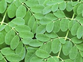 How to include Moringa leaves in your daily diet