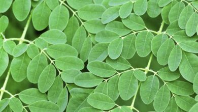 How to include Moringa leaves in your daily diet