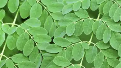 How to include Moringa leaves in your daily diet