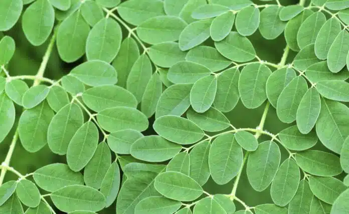 How to include Moringa leaves in your daily diet