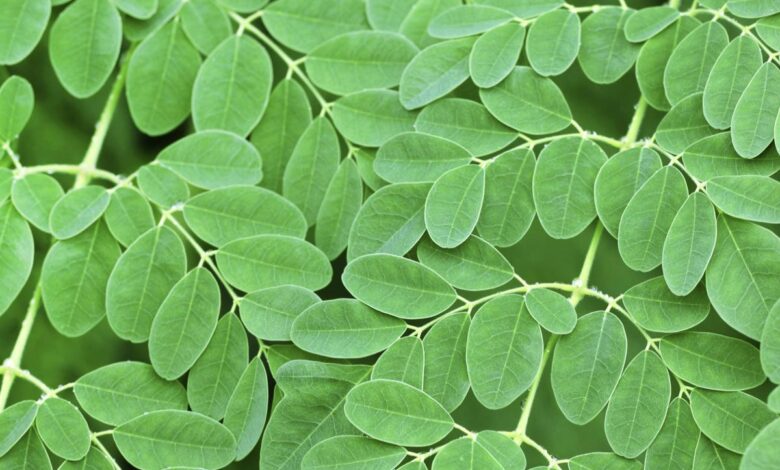 How to include Moringa leaves in your daily diet