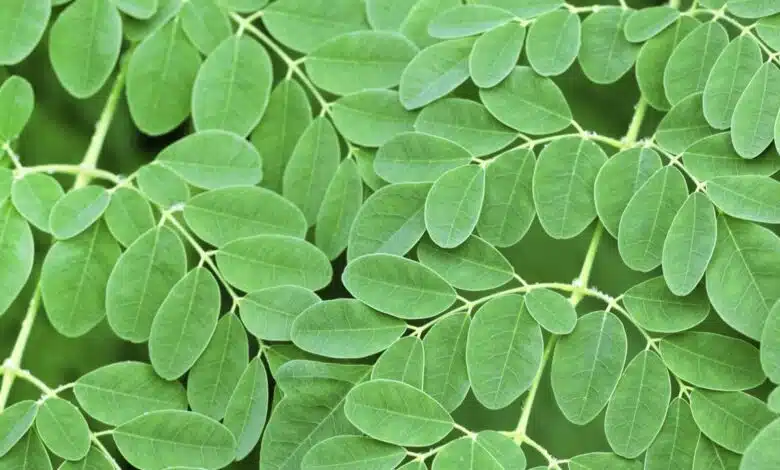 How to include Moringa leaves in your daily diet