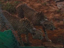 2 cheetahs brought to MP did first victim in 24 hr