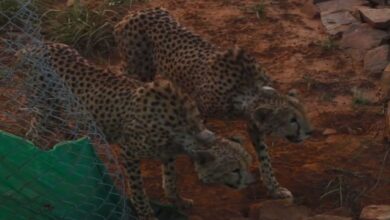 2 cheetahs brought to MP did first victim in 24 hr