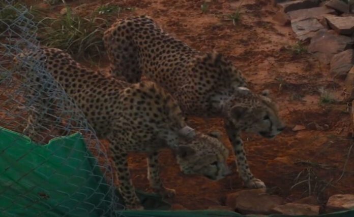 2 cheetahs brought to MP did first victim in 24 hr