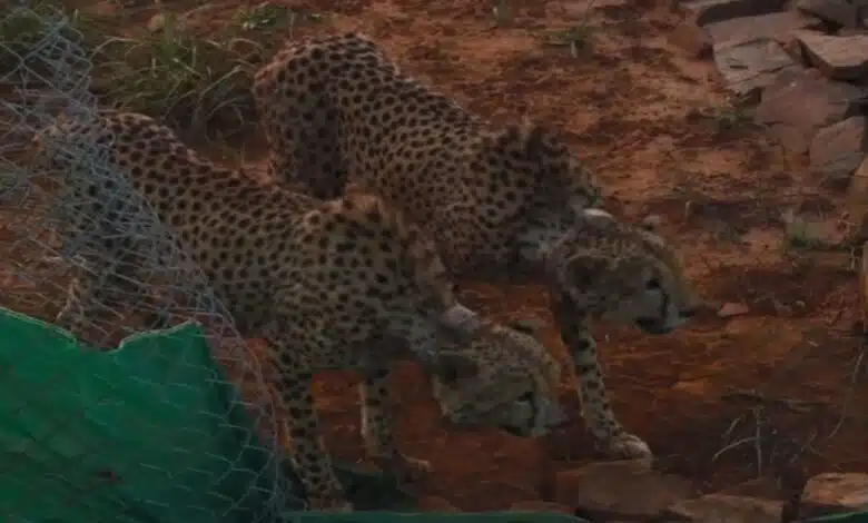 2 cheetahs brought to MP did first victim in 24 hr