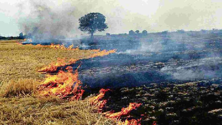 बढ़ते Air Pollution के एवज में हरियाणा के किसानों ने पराली बेचने का फैसला किया