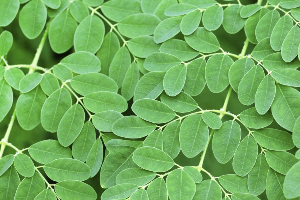 Benefits of Moringa leaves for daily use