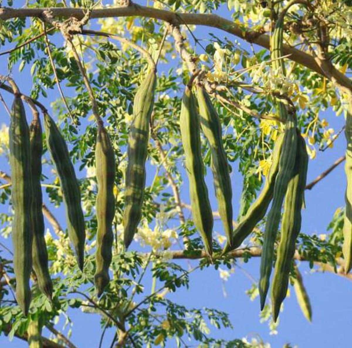 Benefits of Moringa leaves for daily use