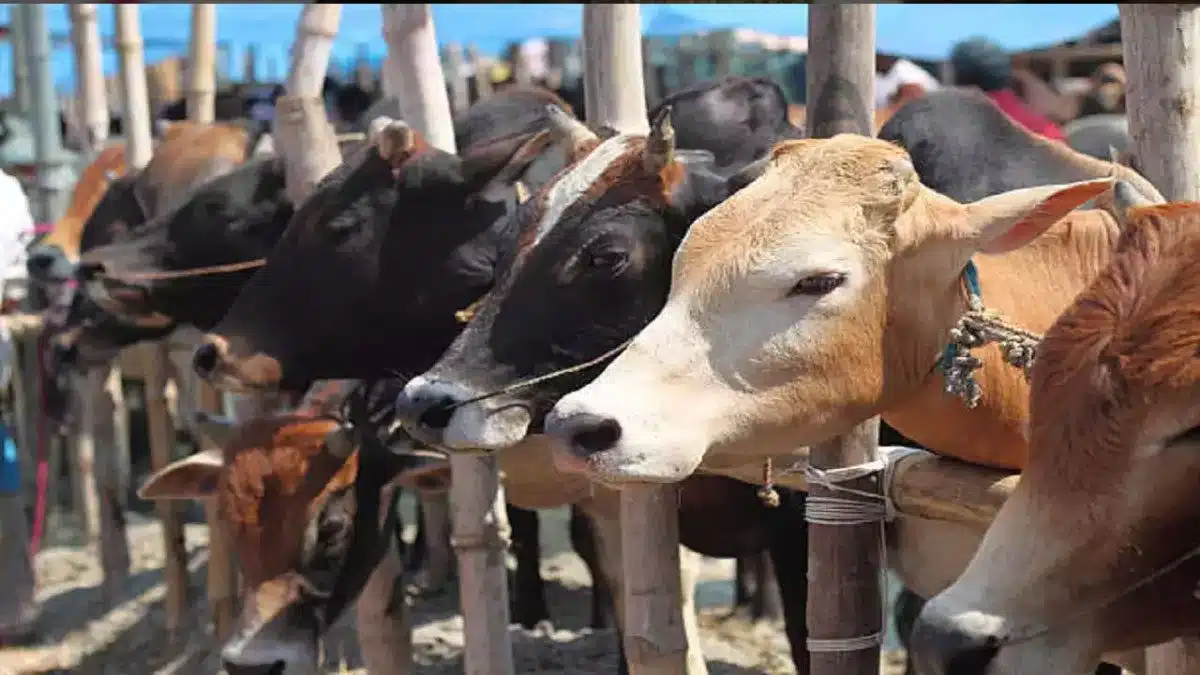 warrant against tmc leader in cattle smuggling