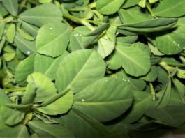 5 Reasons Why Methi Is Considered Winter Superfood