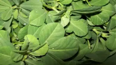 5 Reasons Why Methi Is Considered Winter Superfood