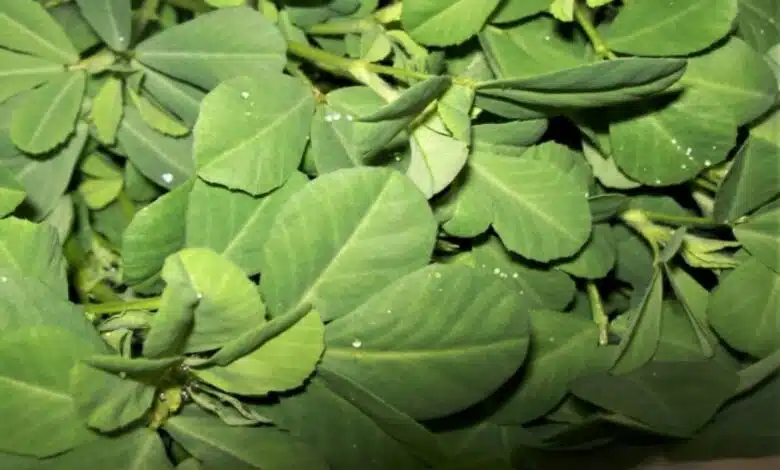 5 Reasons Why Methi Is Considered Winter Superfood