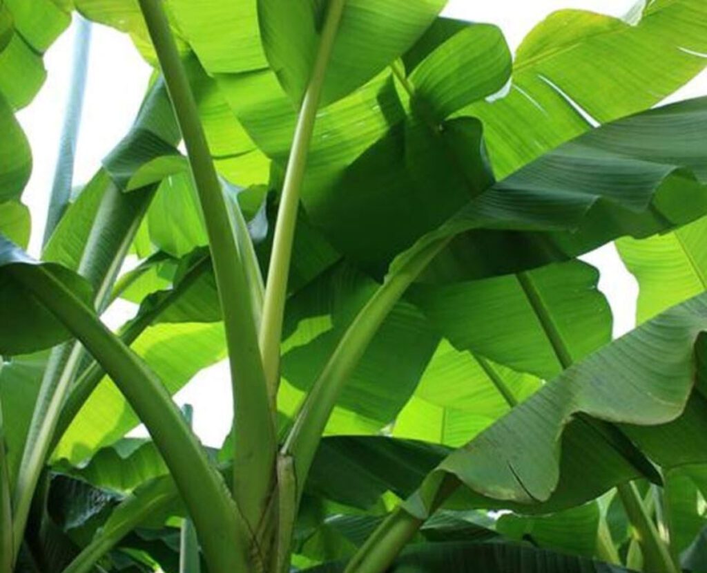 health benefits of eating on banana leaf