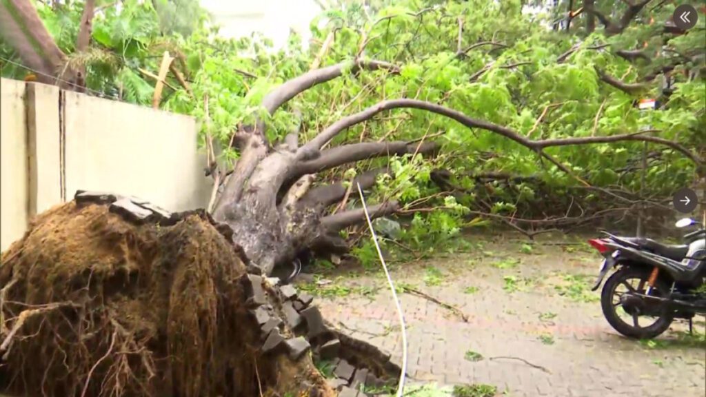 Cyclone Mandas left a trail of damage in Tamil Nadu