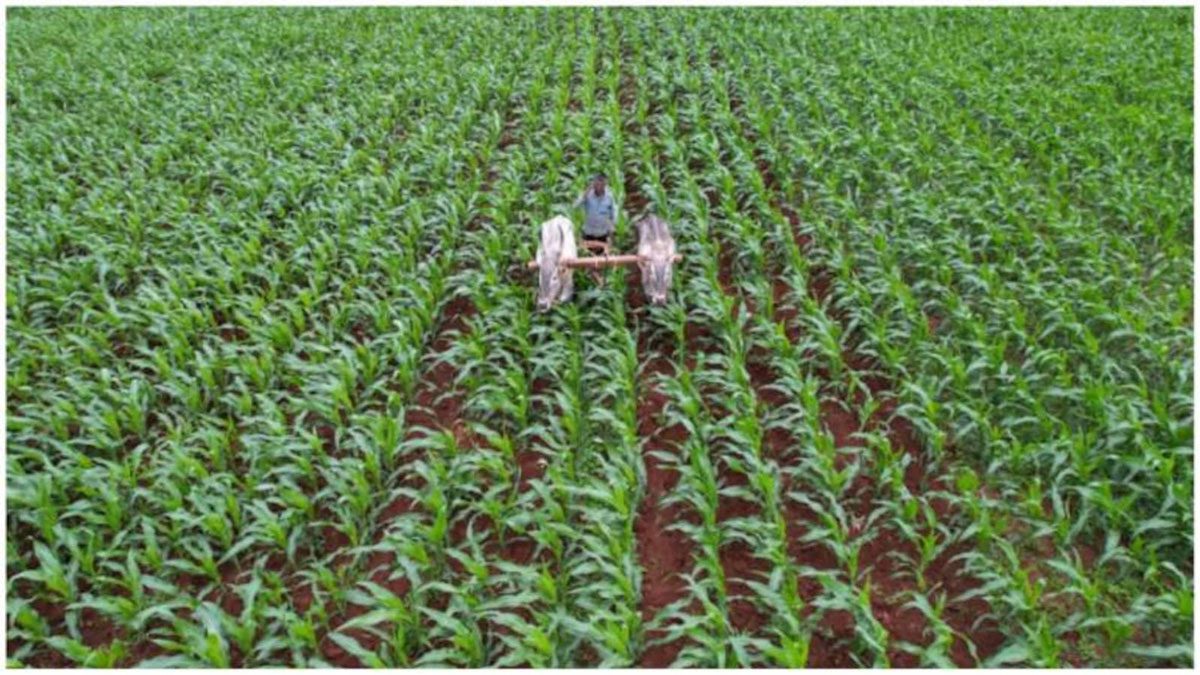 Know why Farmers Day is celebrated on 23 Dec?