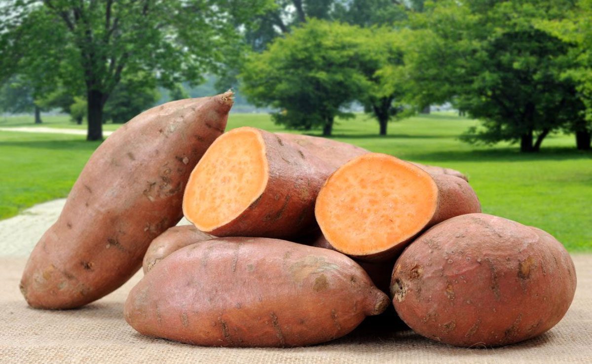Benefits of Sweet Potato Health Nutrition Facts and Benefits of Sweet Potato