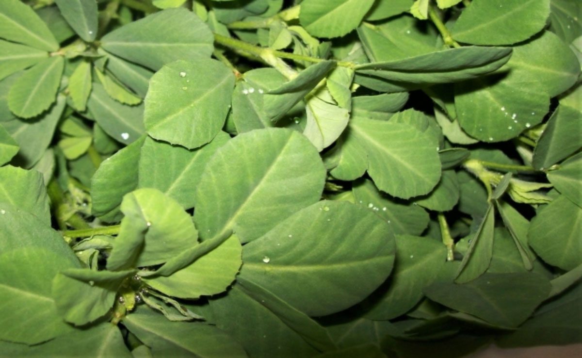 Methi Winter Foods to Control High Blood Pressure