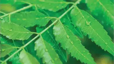 Amazing health benefits of neem leaves