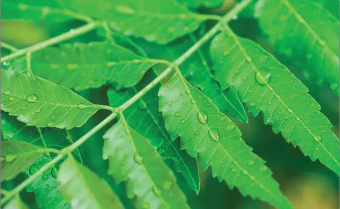 Amazing health benefits of neem leaves