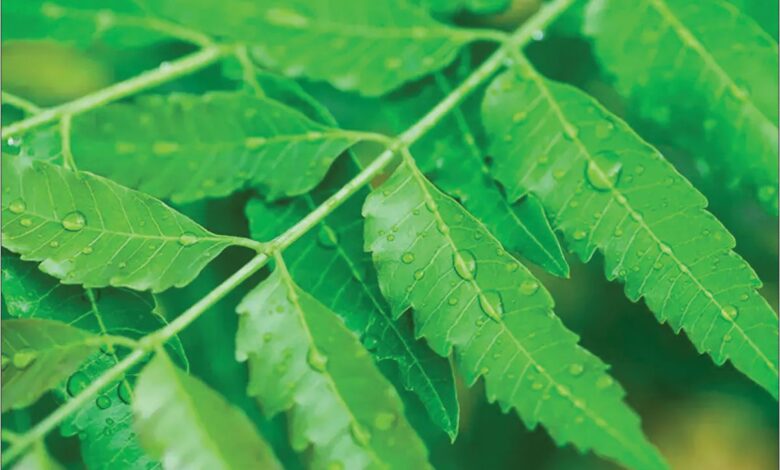Amazing health benefits of neem leaves