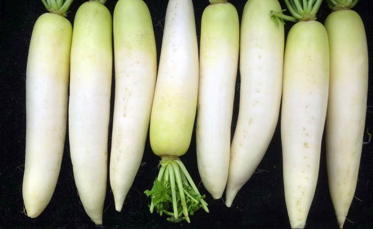 Radish Winter Foods to Control High Blood Pressure