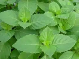 Tulsi Chutney to increase immunity in winter
