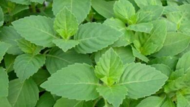 Tulsi Chutney to increase immunity in winter