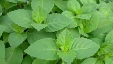 Tulsi Chutney to increase immunity in winter