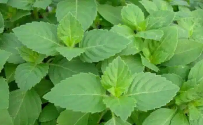 Tulsi Chutney to increase immunity in winter