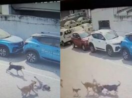 Innocent became victim of stray dogs in Hyderabad