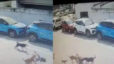 Innocent became victim of stray dogs in Hyderabad