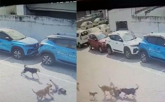 Innocent became victim of stray dogs in Hyderabad