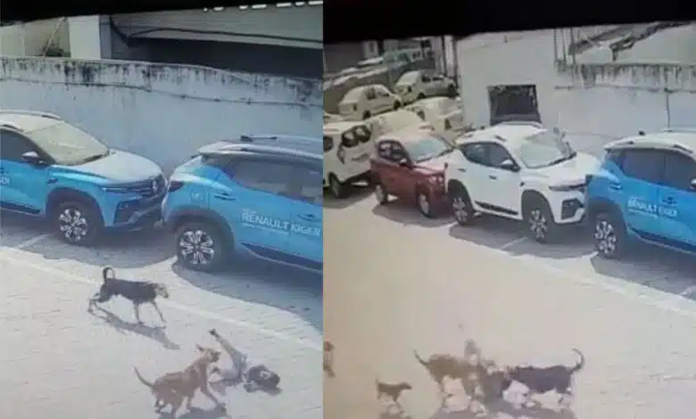 Innocent became victim of stray dogs in Hyderabad