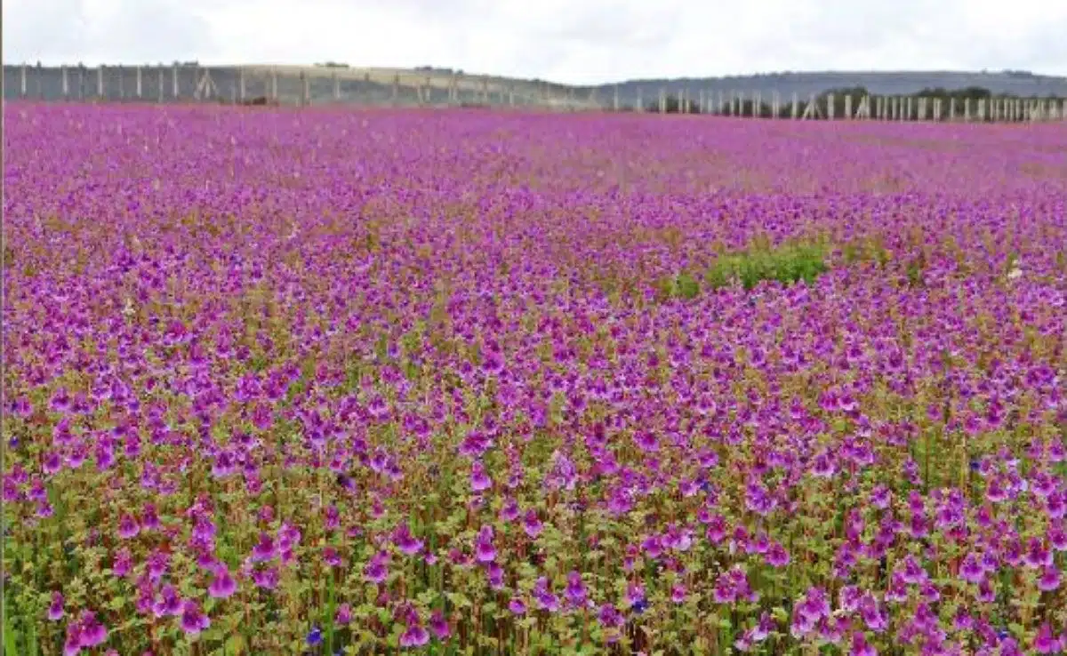 Kaas Plateau Flower Show 8 Famous Flower Festivals and Events Held in India