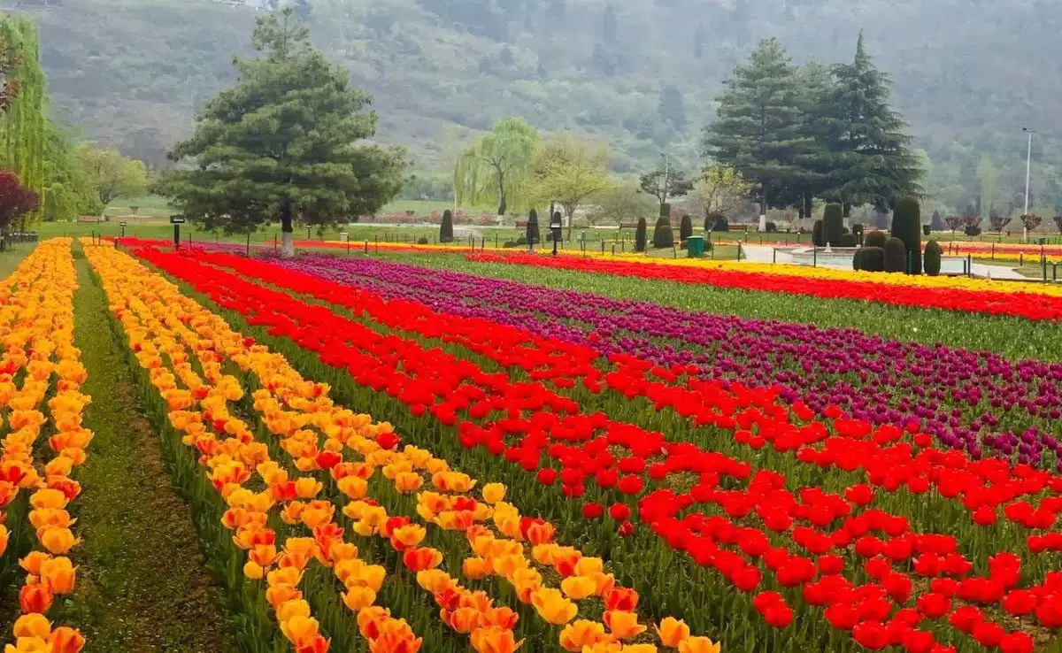Tulip Festival 8 Famous Flower Festivals and Events Held in India