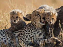 12 cheetahs brought from South Africa to MP