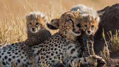 12 cheetahs brought from South Africa to MP