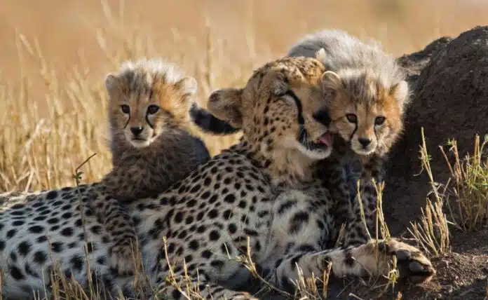 12 cheetahs brought from South Africa to MP