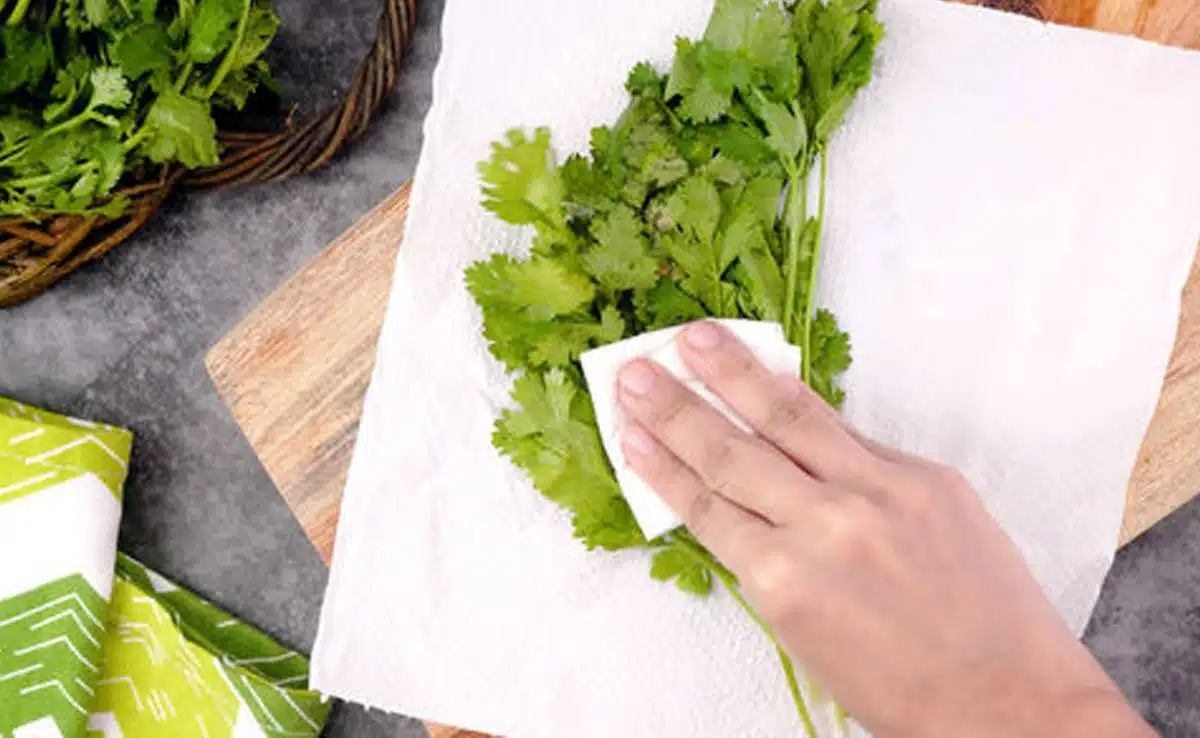 5 Easy Ways To Keep Coriander Fresh For Longer