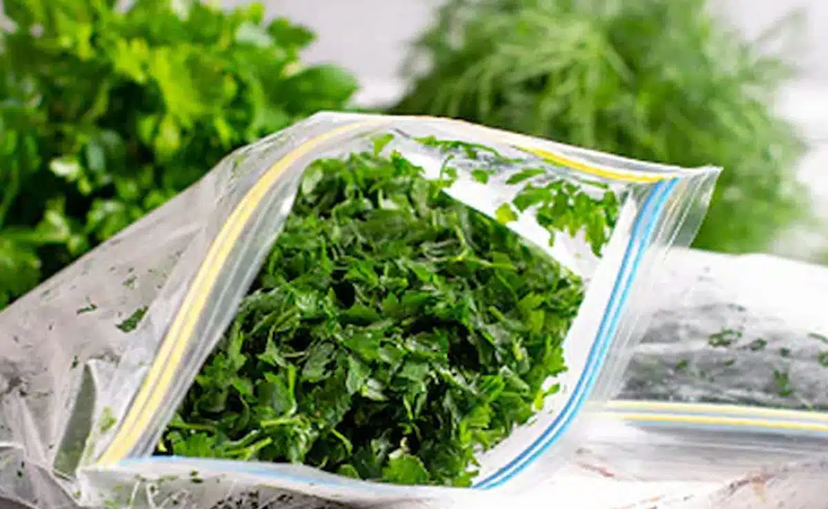 5 Easy Ways To Keep Coriander Fresh For Longer