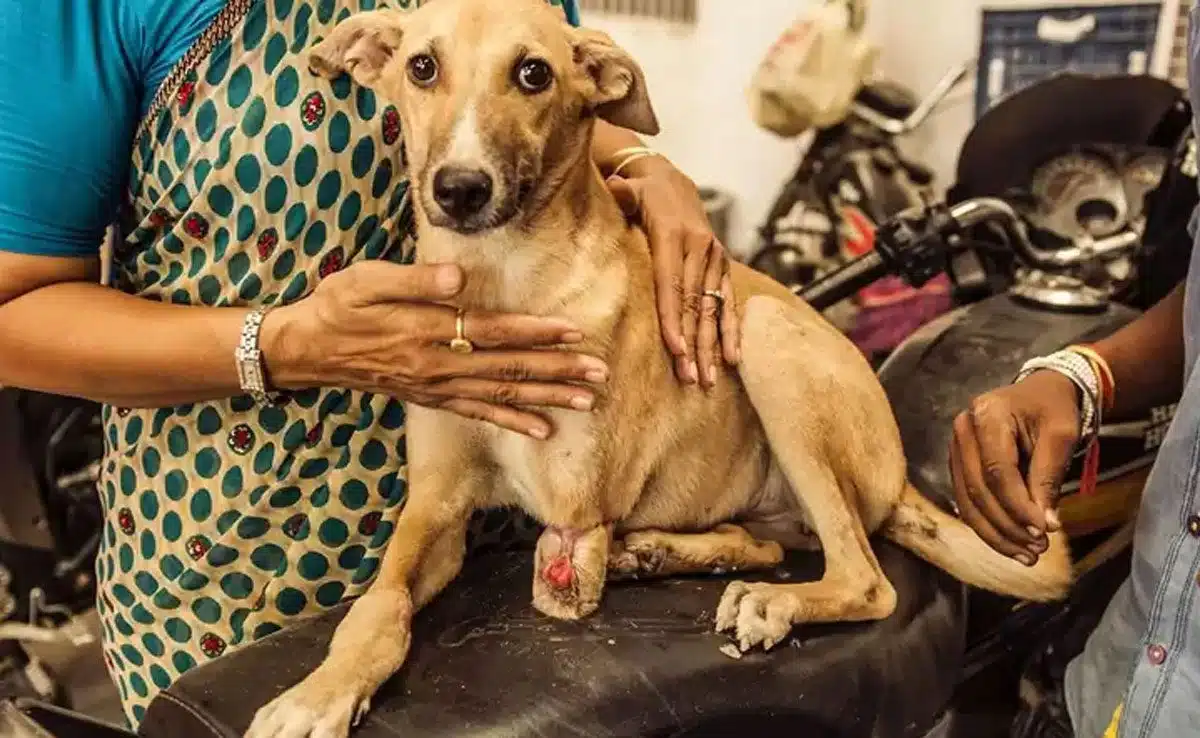 5 Easy Ways to Help Stray Dogs