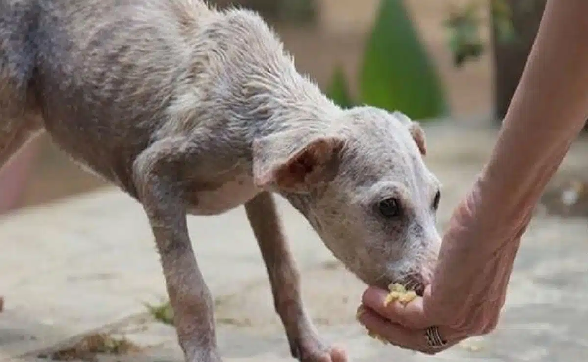 5 Easy Ways to Help Stray Dogs