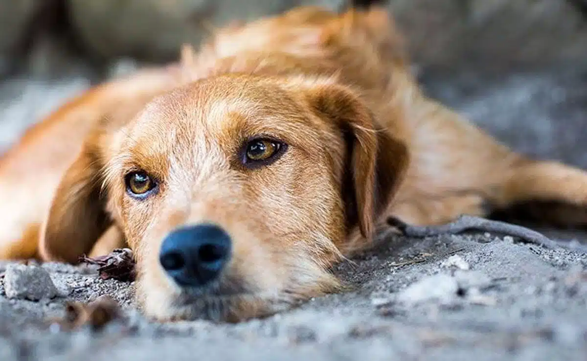 5 Easy Ways to Help Stray Dogs