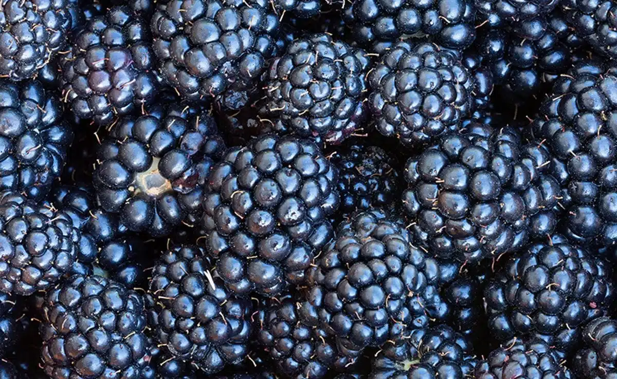 Top 8 Brain Foods for Kids