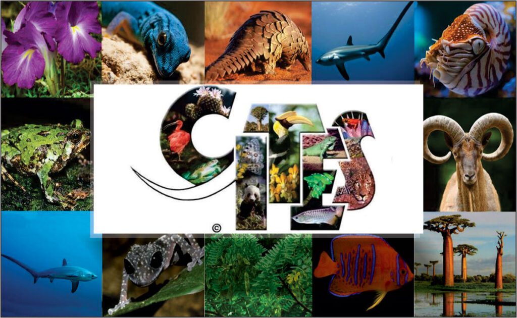 World Wildlife Day 2023: Partnership for wildlife conservation