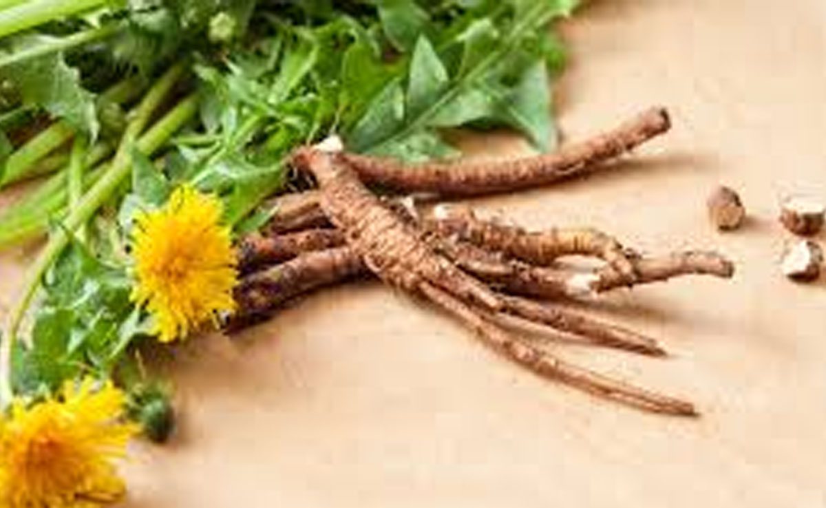 5 essential herbs for kidney health
